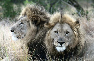 Kariega male lions